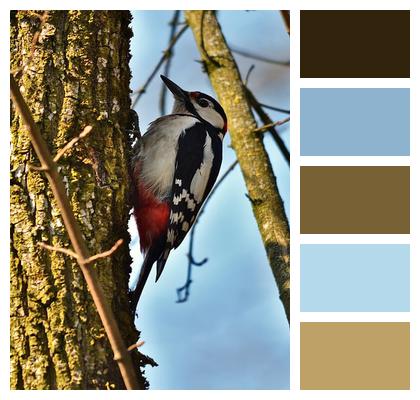Bird Great Woodpecker Woodpecker Image